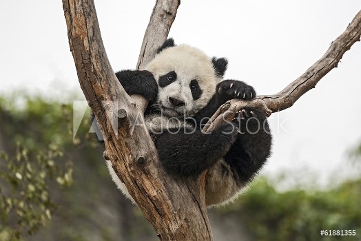 Picture of Giant Baby Panda Hanging on a Tree